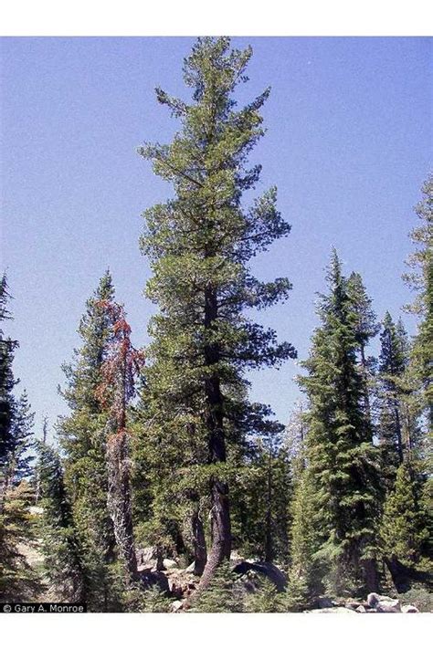 Western White Pine Creationwiki The Encyclopedia Of Creation Science