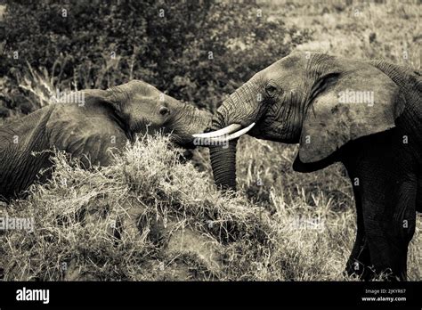 Two Big Elephants Touching With Their Trunks In The Safari In Serengeti National Park Tanzania