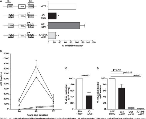 Figure 2 From Regulation Of SIVmac239 Basal Long Terminal Repeat