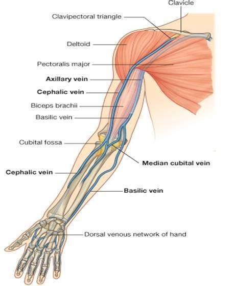 Note Cephalic Vein Passing Through Clavipectoral Fascia Drains Into