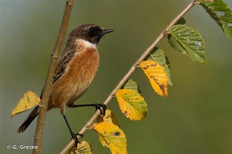 Saxicola rubicola Linnaeus 1766 Tarier pâtre Présentation