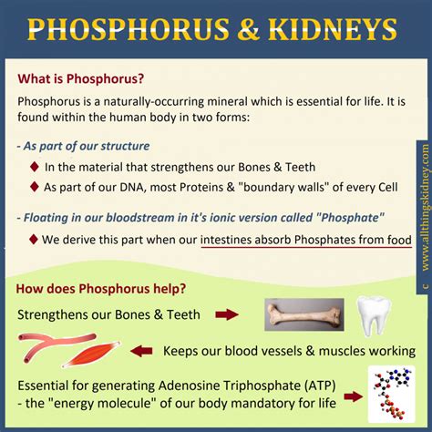 Phosphorus And The Ckd Diet All Things Kidney Official