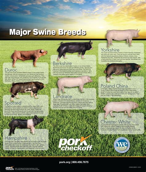 Major Swine Breeds - Pork Checkoff