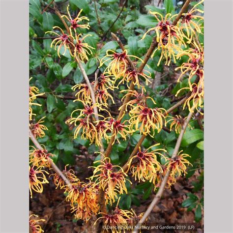 Hamamelis X Intermedia Jelena Witch Hazel Dancing Oaks Nursery And