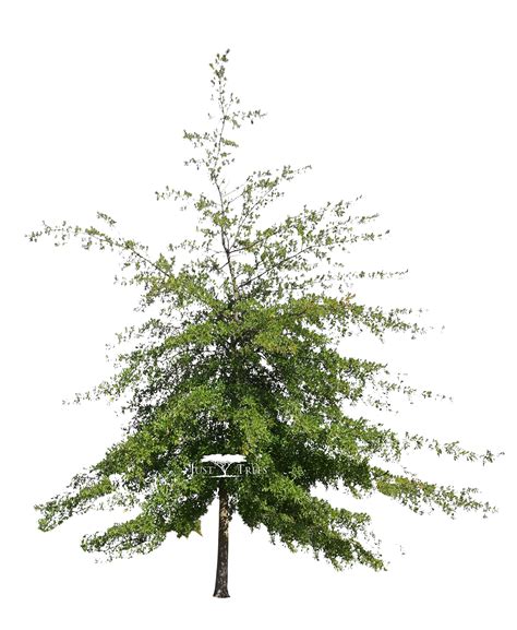 Quercus nigra | Common Name: Water Oak | Summer 1 | Garden trees