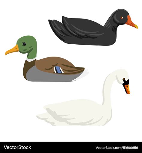 Drawing white swan duck and mmorhen Royalty Free Vector