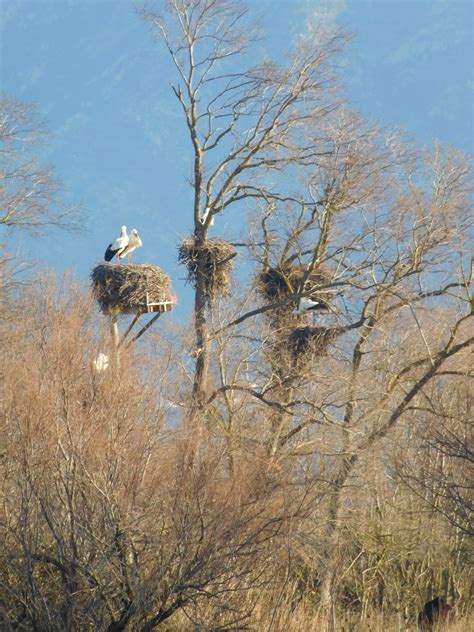 Parcs De Catalunya On Twitter Al PNAiguamolls Les Cigonyes Ja