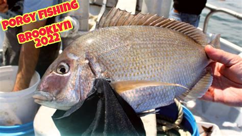 Nonstop Porgy Action On Party Boat Porgyfishing