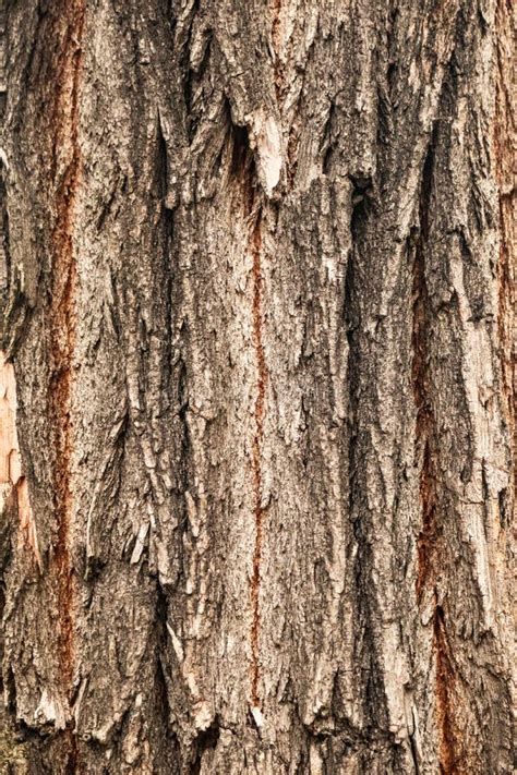 Wood Tree Trunk Deep Structured Texture Surface Stock Image Image Of