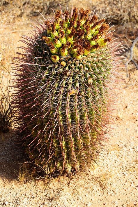 Arizona Barrel Cactus Sonora Desert Arizona Stock Image - Image of ...