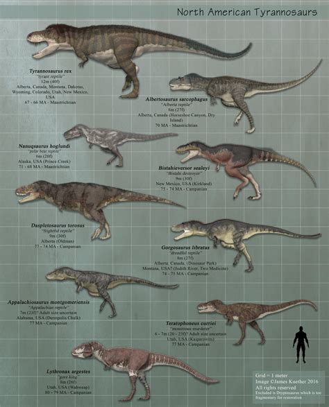 North American Tyrannosaurs V2 By Paleoguy On Deviantart