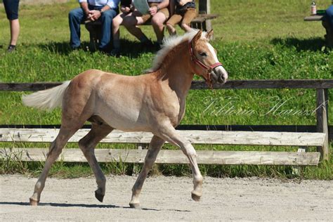 Aramis Haflinger Hengst Fuchs Pferd Austria