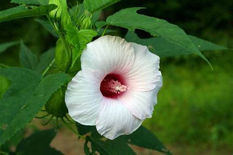 Of The Best Hibiscus Varieties Gardener S Path