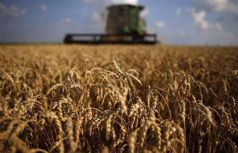 Agriculture Insiders See Bumper Crop On Prairies The Globe And Mail