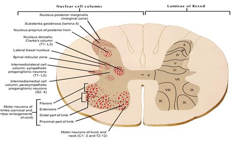 Nervous System Anatomy Anatomy Study Med Student Spinal Cord