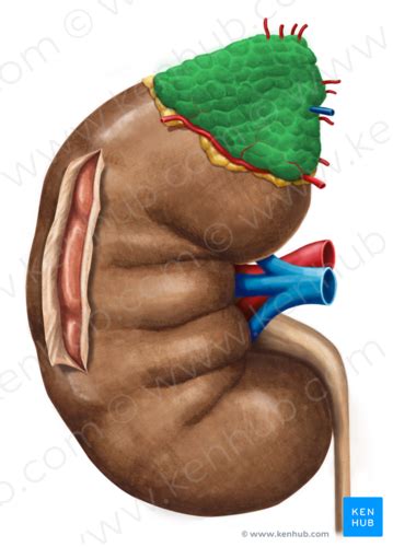 Anatomie Urogenitaal Stelsel Flashcards Quizlet