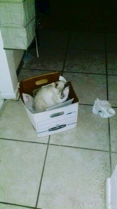 Box cat, box cat, vox cat is super cute | Decor, Home decor, Cats