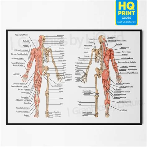 Source 3d Medical Human Anatomy Wall Charts Poster The