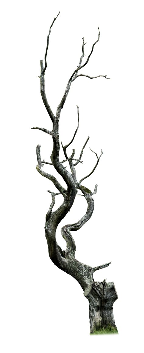 Dead Tree Png By Aledjonesdigitalart On Deviantart