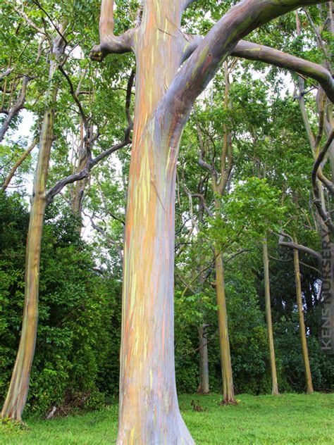 Fast Growing Eucalyptus Rainbow Tree – Kens-Nursery