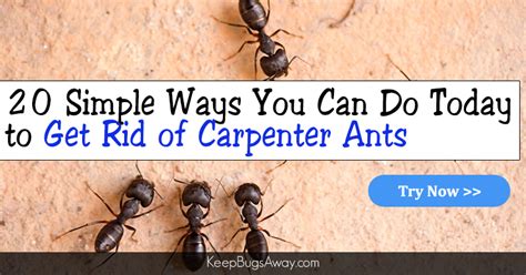 How To Get Rid Of Carpenter Ants Simple Ways To Kill Carpenter Ants