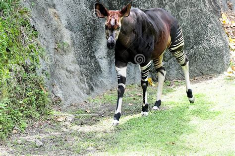 African Okapi Walking In Zoo Stock Image Image Of Africans Tropical