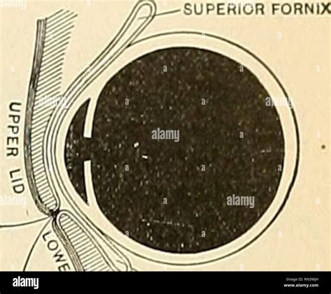 Anatomy Descriptive And Applied Anatomy The Appendages Of The Eye