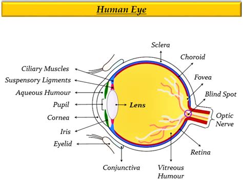 What is the principal function of the eye lens - Tutorix