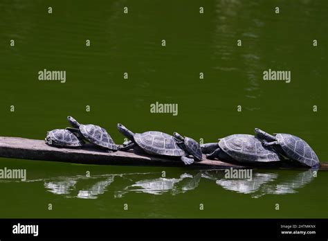 Yellow Spotted River Turtle Podocnemis Unifilis Group Of Taricaya