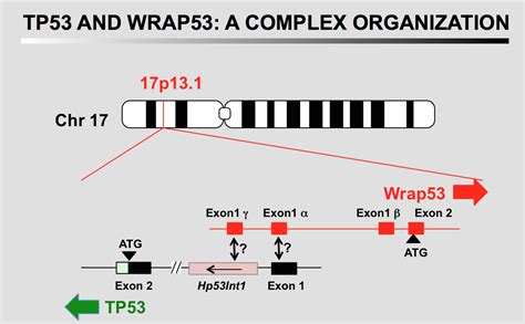 The TP53 Website The TP53 Gene