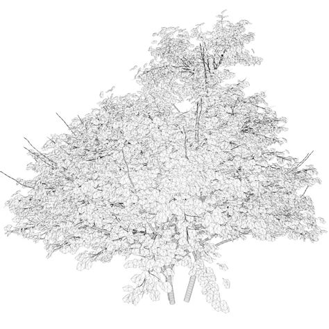 Kousa Dogwood Tree #02 - 3D Model by AntonioKowatsch