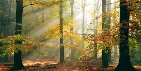 X Resolution Brown And Black Wooden House Sun Rays Forest