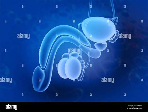 Male Urinary System Anatomy 3d Illustration Stock Photo Alamy