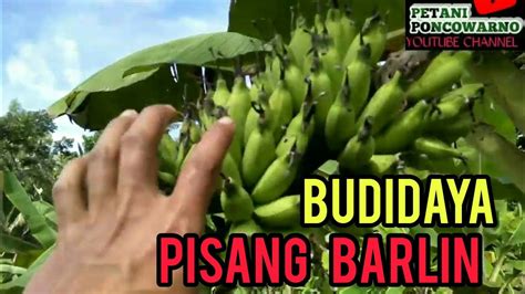 Budidaya Pisang Barlin YouTube