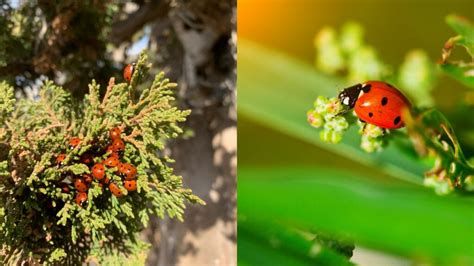 10 Facts About Ladybugs - Online Field Guide