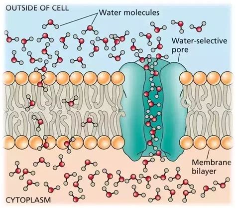 How Does Water Diffuse A Membrane Quora Relações 1 Plantas