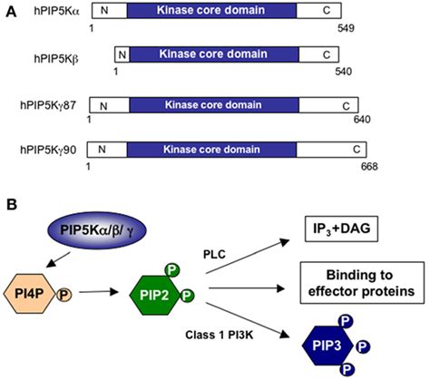 Frontiers Phosphatidylinositol Phosphate Kinases In The