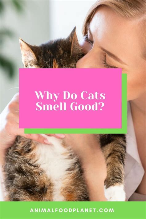 Why Do Cats Smell Good 5 Amazing Reasons