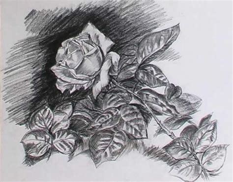 Cómo dibujar una rosa a carboncillo paso a paso