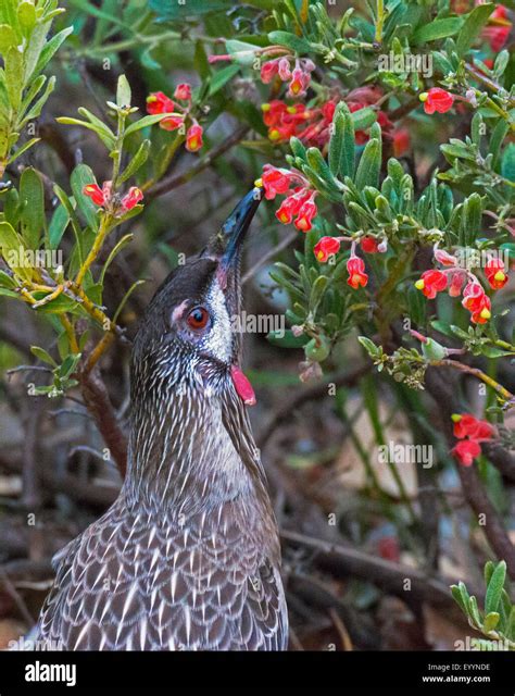 Red Wattle Bird Anthochaera Carunculata On The Feed Australia