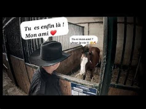 L arrivé de mon poulain cheval poulain équitation FR n5 YouTube