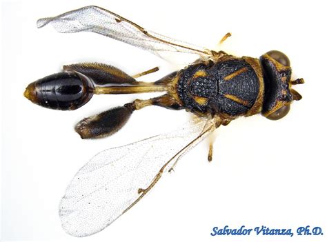 Hymenoptera-Chalcididae-Conura-Chalcidid Wasps MALE (C) - Urban ...