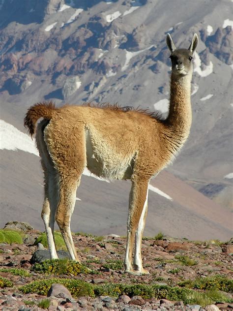 guanaco wikipedia