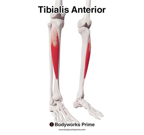 Tibialis Anterior Muscle Anatomy Bodyworks Prime