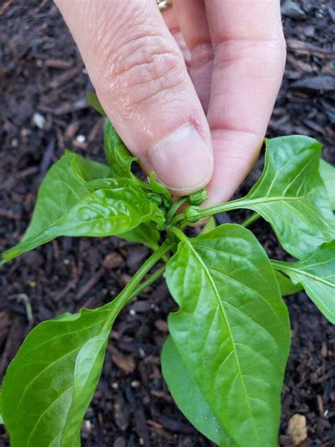 Topping Pepper Plants And Pinching Flowers For Better Harvests