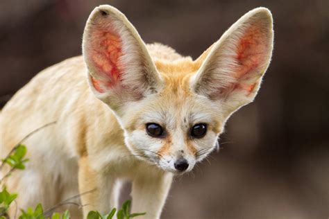 fox species evolution  foxes   absence   canidslarge