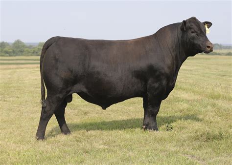 Angus Semen For Sale Sb10 1880 Sire Buyer