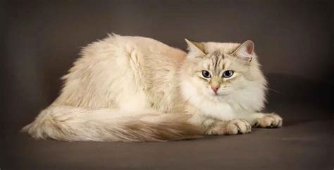 Neva Masquerade | Cat Breed Information & Facts – Pictures - Pets Feed