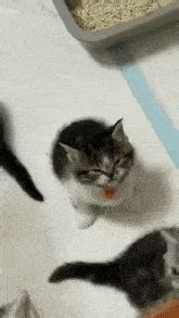 Angry Kitten Angry Cat GIF – Angry Kitten Angry Cat Made It To Work ...