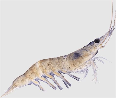 Crawl Seafood Prawns Shrimp Dendrobranchiata Krill Caridean